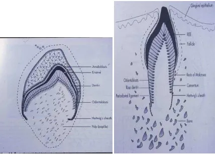 Gambar 2 Later Stages of Odontogenesis A. Pembentukan mahkota dan lamina dental B. Pembentukan Akar 