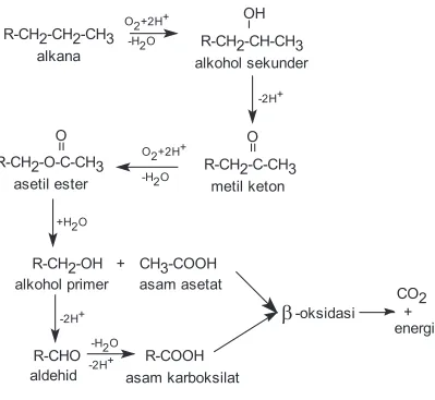 Gambar 2.2. Degradasi hidrokarbon alkana melaui oksidasi                      Subterminal (4), (14)
