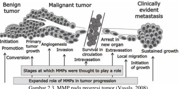 Gambar 2.3  MMP pada progresi tumor (Vasala, 2008) 