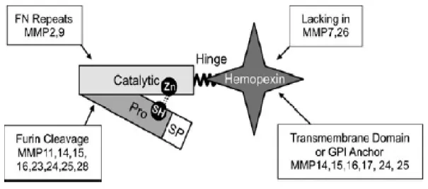 Gambar 2.2. Struktur MMP (Gill &amp; Parks, 2011) 
