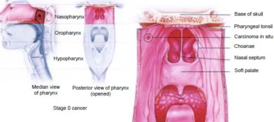 Gambar 1. Anatomi Nasofaring (Forastiere &amp; Marur, 2008) 
