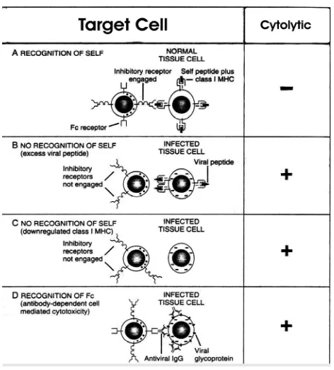 Gambar 3: Pengenalan sel target oleh sel-NK.23 