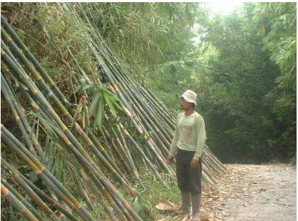 Gambar (Fig.) 2. Hutan rakyat bambu di Desa Cikaracak, Kabupaten Majalengka, Jawa Barat (Bamboo community forest of at Cikaracak Village, Majalengka District, West Java)  