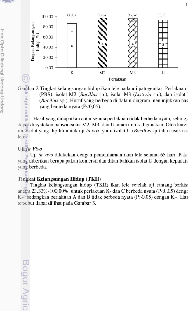 Gambar 2 Tingkat kelangsungan hidup ikan lele pada uji patogenitas. Perlakuan K  (PBS),  isolat  M2  (Bacillus  sp.),  isolat  M3  (Listeria  sp.),  dan  isolat  U  (Bacillus sp.)