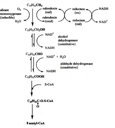Gambar 1. Degradasi alkana oleh Acinetobacter sp. (Hamme et al., 2003). 