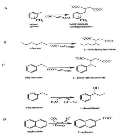 Gambar 2. Degradasi senyawa hidrokarbon dalam kondisi anaerob 