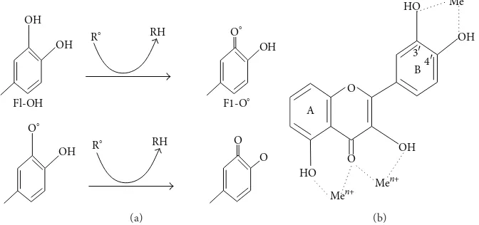 Figure 4: (a) Scavenging of ROS (R∘) by flavonoids (Fl-OH) and (b) binding sites for trace metals where Me