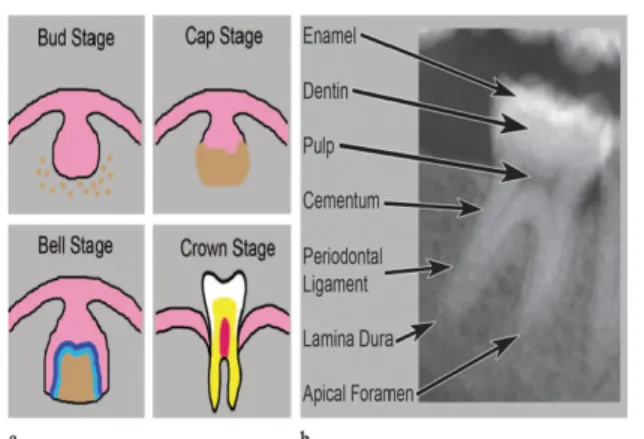 Gambar 1. Odonotogenesis dan anatomi gigi. (a) Gambar mengilustrasikan tahap-tahap utama perkembangan gigi: bud stage, cap stage, bell stage, dan crown stage
