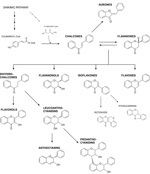 Figure 1. Classification of flavonoids. 