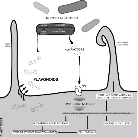 Figure 2. The role of flavonoids in the interactions between nitrogen-fixing bacteria and root hair deformation, formation of infection thread, flavonoid biosynthesis, cell division cascade of signal transduction