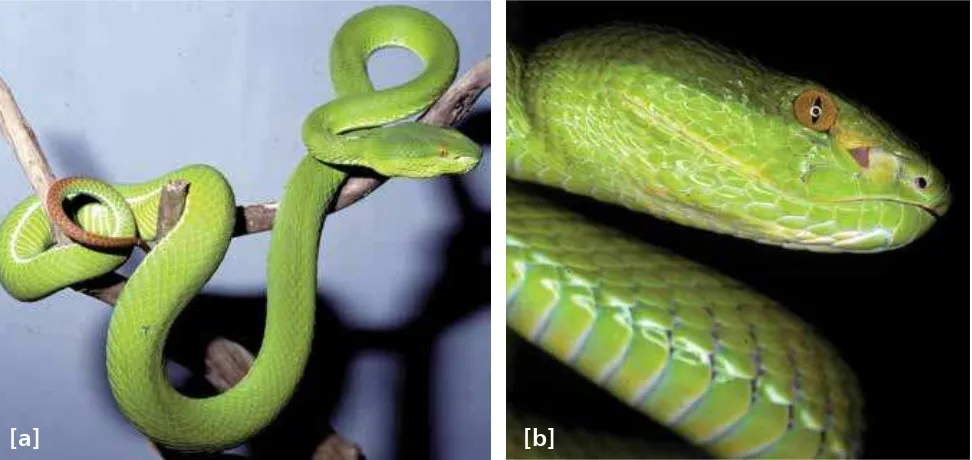 Figure 44: Chinese bamboo viper (Viridovipera stejnegeri) Specimen from China (Copyright DA Warrell)