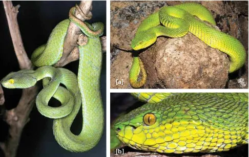 Figure 46: Dark green pit viper (Trimeresurus T. macrops) Thai specimen (Copyright DA Warrell)