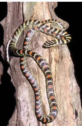 Figure 52g: Paradise or flying snakes (Chrysopelea ornata)(Copyright Mark O’Shea)