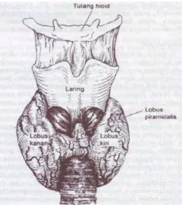 Gambar 2.1 Anatomi Kelenjar Thyroid Manusia 