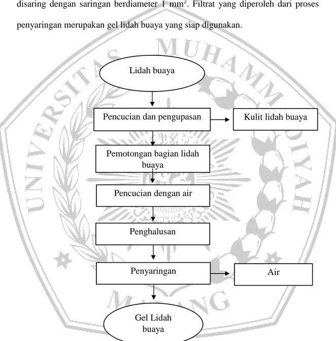 Gambar 4. Diagram Alir Pembuatan Lidah Buaya (termodifikasi Miranda  dkk, 2018) 