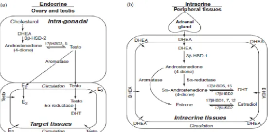 Gambar  2.1  Mekanisme biosintesis steroid sex . 19 