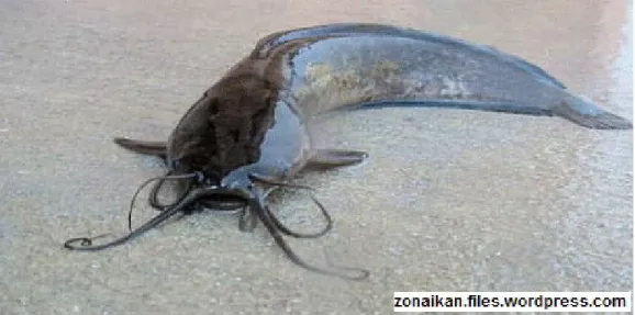 Gambar 1. Morfologi ikan lele sangkuriang ( Zonaikan,2014 )