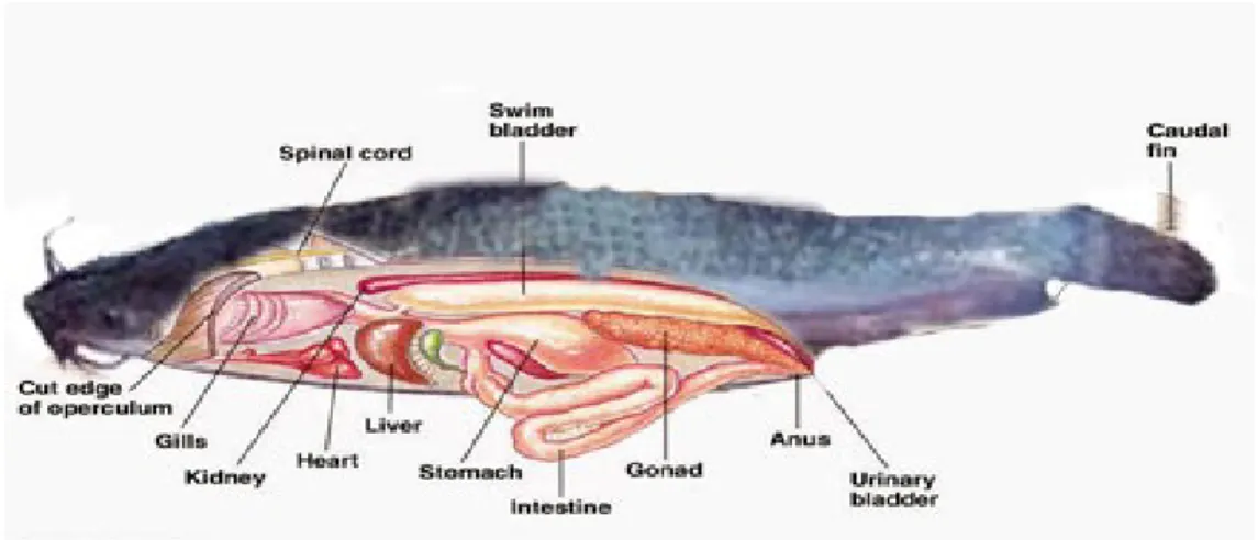 Gambar 2. Anatomi ikan lele sangkuriang (  )