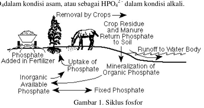 Gambar 1. Siklus fosfor 