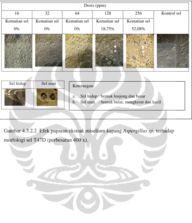 Gambar 4.3.2.2  Efek paparan ekstrak miselium kapang Aspergillus sp. terhadap   morfologi sel T47D (perbesaran 400 x)