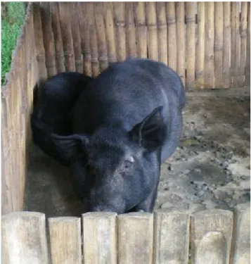 Gambar 2.5 Ternak babi untuk tabungan upacara Rambu Solo’.  