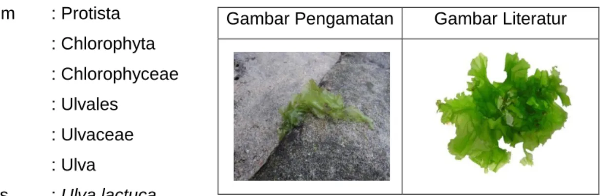 Gambar Pengamatan  Gambar Literatur 