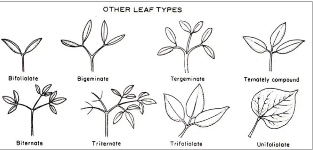 Gambar 9: Tipe-tipe lain  daun majemuk (Radford, 1974) 