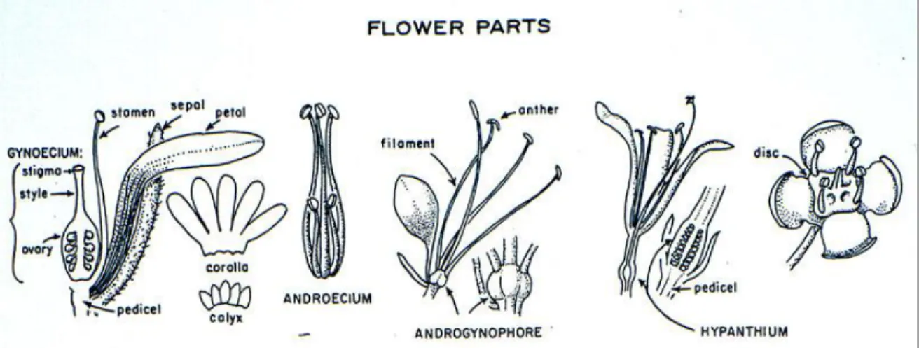 Gambar 10: Bagian-bagian bunga (Radford, 1974) 