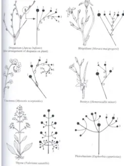Gambar 12: Type bunga majemuk (Hickey, 2005)  LATIHAN 7 