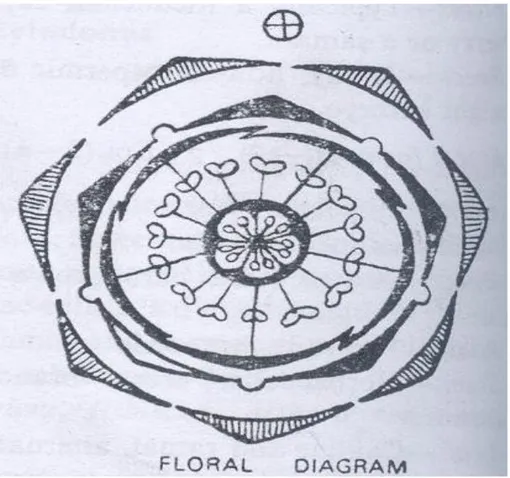 Gambar 13: Diagram bunga (Dutta, 1968)  LATIHAN 9 