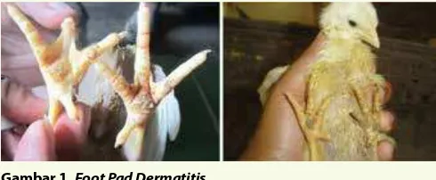 Gambar 1. Foot Pad Dermatitis