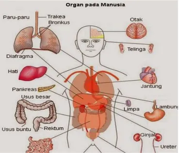 Gambar  2.36   :  macam-macam  organ 