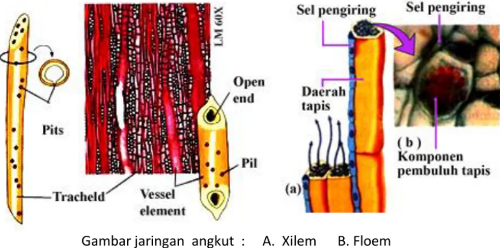 Gambar jaringan  angkut  :     A.  Xilem      B. Floem  8.  Tipe  pembuluh  angkut  yang dibentuk oleh  Xilem   dan   Floem   adalah :       A Ikatan pembuluh  kolateral artinya  .....................................................................