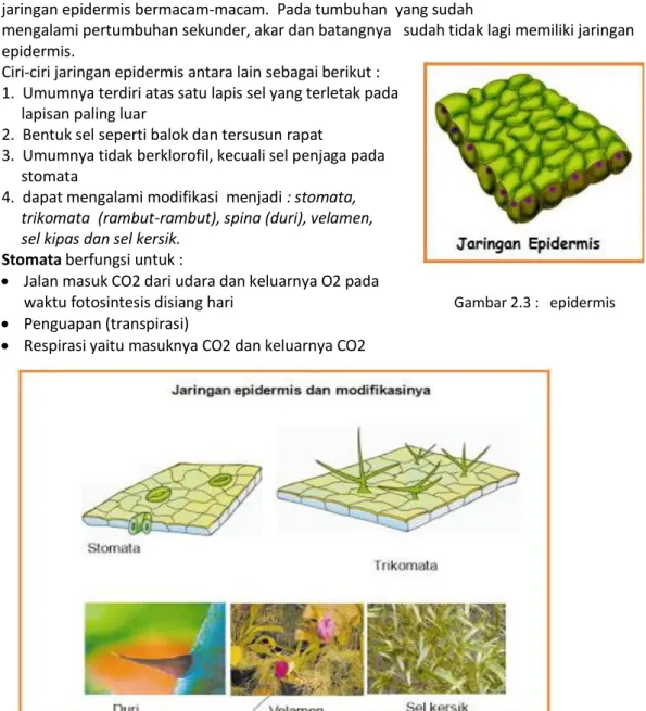 Gambar 2.4 :  modifikasi   epidermis 