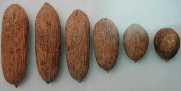 Gambar (Figure) 1. Variasi ukuran benih ulin pada masing-masing kelas ukuran   (seed size variation in each size class) 