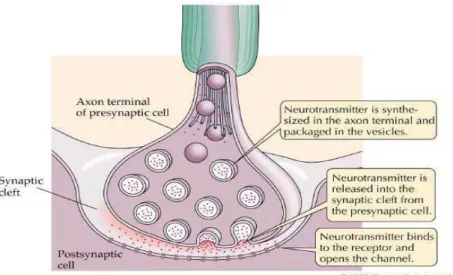 Gambar 1. Anatomi suatu Neuromuscular Junction 4 2.3.2 Fisiologi dan Biokimia Neuromuscular Junction