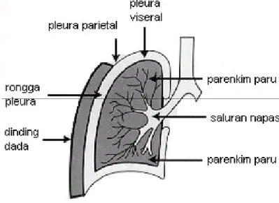 Gambar 1. Tampilan depan paru dan pleuranya