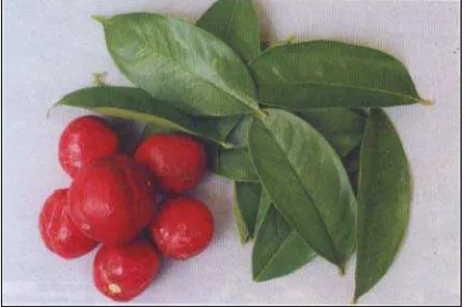 Figure 1. Picture of the fruit and leaves of mahkota dewa. 