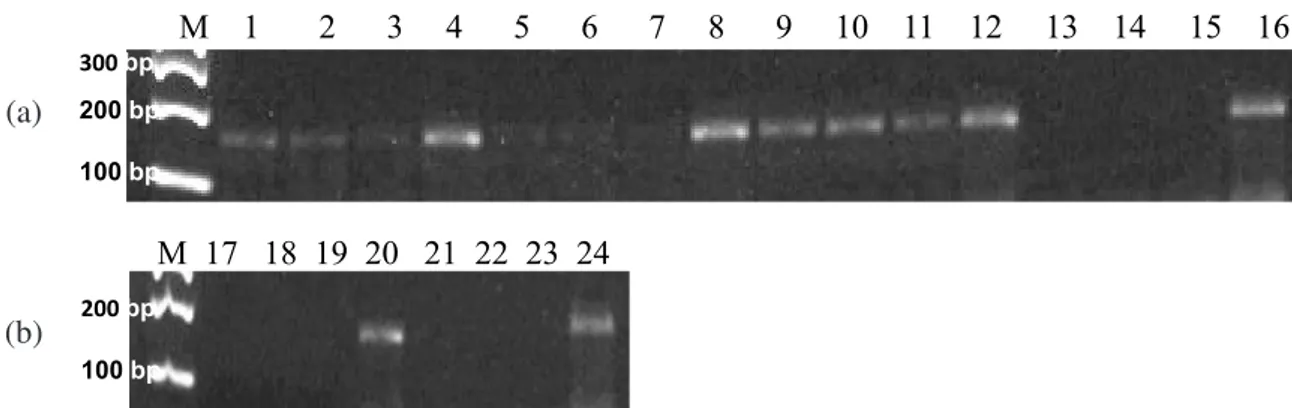 Gambar 1. Hasil PCR benur udang windu yang diinfeksi dengan Vibrio harveyi dengan lama pemaparan yang  berbeda