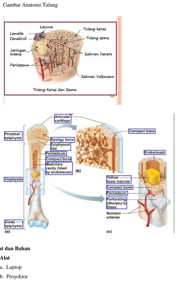 Gambar Anatomi Tulang 