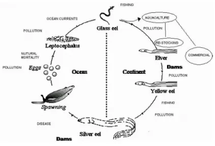 Figure 1. Conceptual model of the eel lifecycle and major causes of mortality 