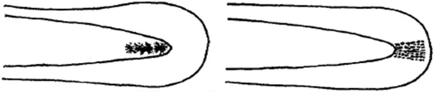 Figure 4.  Tail Spot (TS) shapes of A. marmorata/A. celebesensis (left) and A. bicolor pacifica (right) according to Tabeta et al