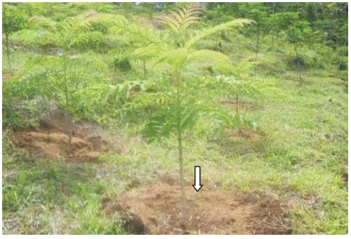 Gambar (Figure) 2. Pemberian mulsa organik