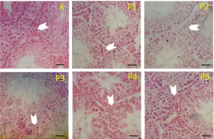 Tabel 5. Diameter Tubulus Seminiferus Testis Mencit (Mus musculus L.)  