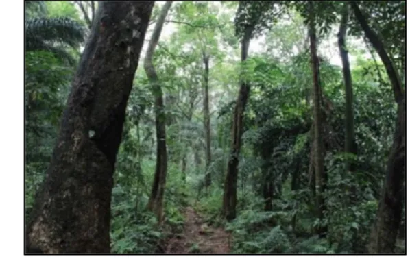 Gambar 1  Hutan sekunder di Fakultas Kehutanan, IPB Kebun campuran 