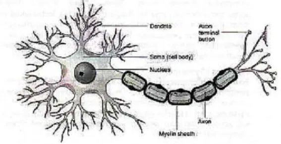 Gambar 2.1 Struktur Neuron pada Otak Manusia[8] 