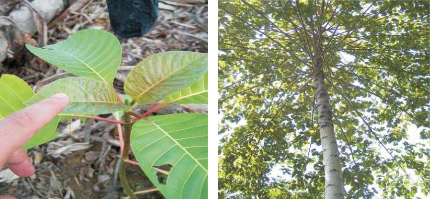 Gambar (Figure) 1. Bibit jabon dan pohon jabon (Seedling and tree of jabon)