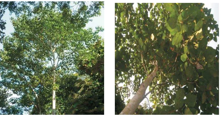 Gambar 3. Pohon dan bentuk tajuk sesendok