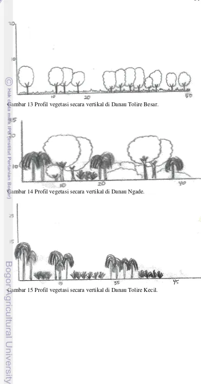 Gambar 13 Profil vegetasi secara vertikal di Danau Tolire Besar. 