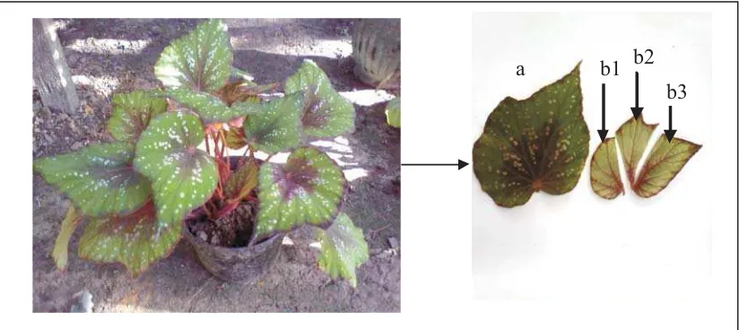 Gambar 1. Tanaman begonia yang digunakan dalam penelitian